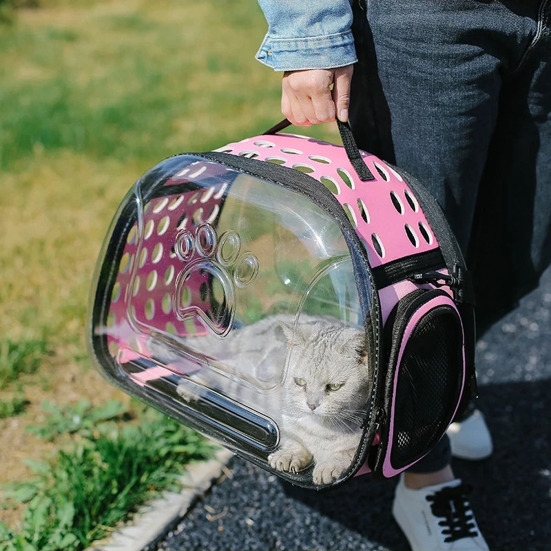 voyager avec chat en sac transparent